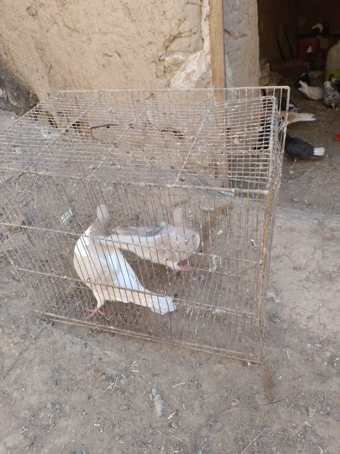 سهده هفترنگ|پرنده|سبزوار, قصبه شرقی|دیوار