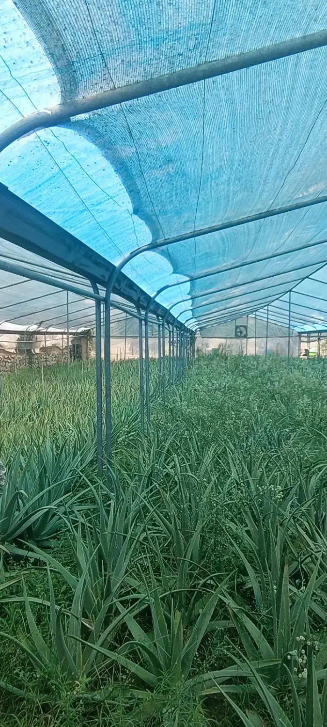 سازه گلخانه گالوانیزه جوشی کیفیت برتر|مصالح و تجهیزات ساختمان|سیاخ دارنگون, |دیوار