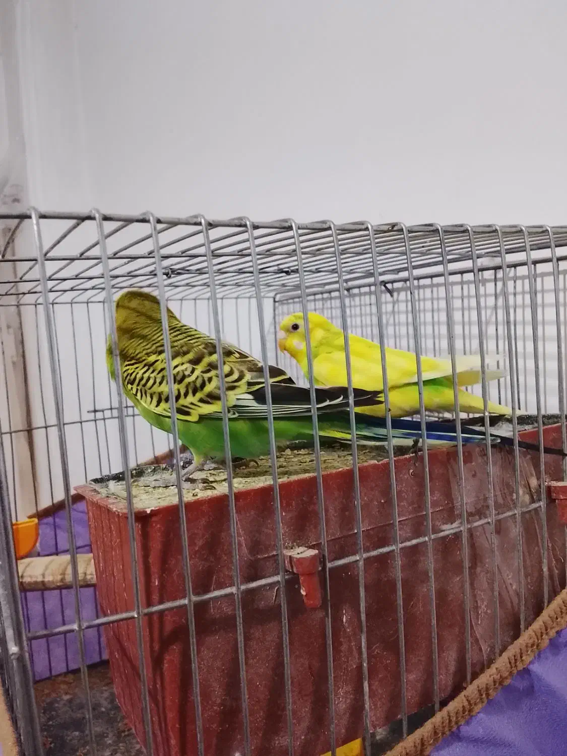 یک جفت مرغ عشق مولد 4 تخم‌|پرنده|بومهن, |دیوار