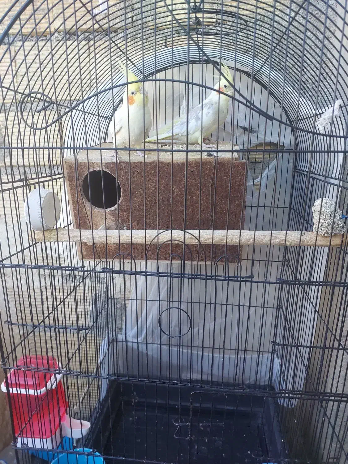 یک جفت عروس هلندی|پرنده|یاسوج, |دیوار