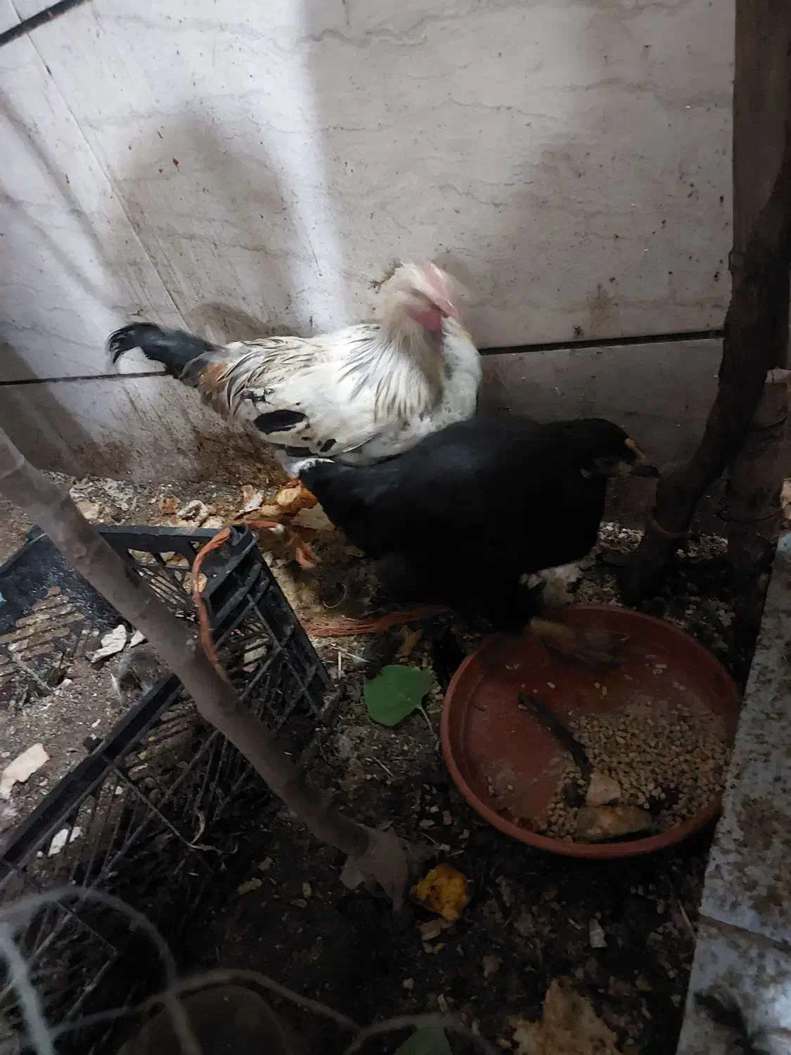 نیمچه مرغ و خروس محلی زیر مرغی|حیوانات مزرعه|اسلامشهر, شهرک مفیدی|دیوار