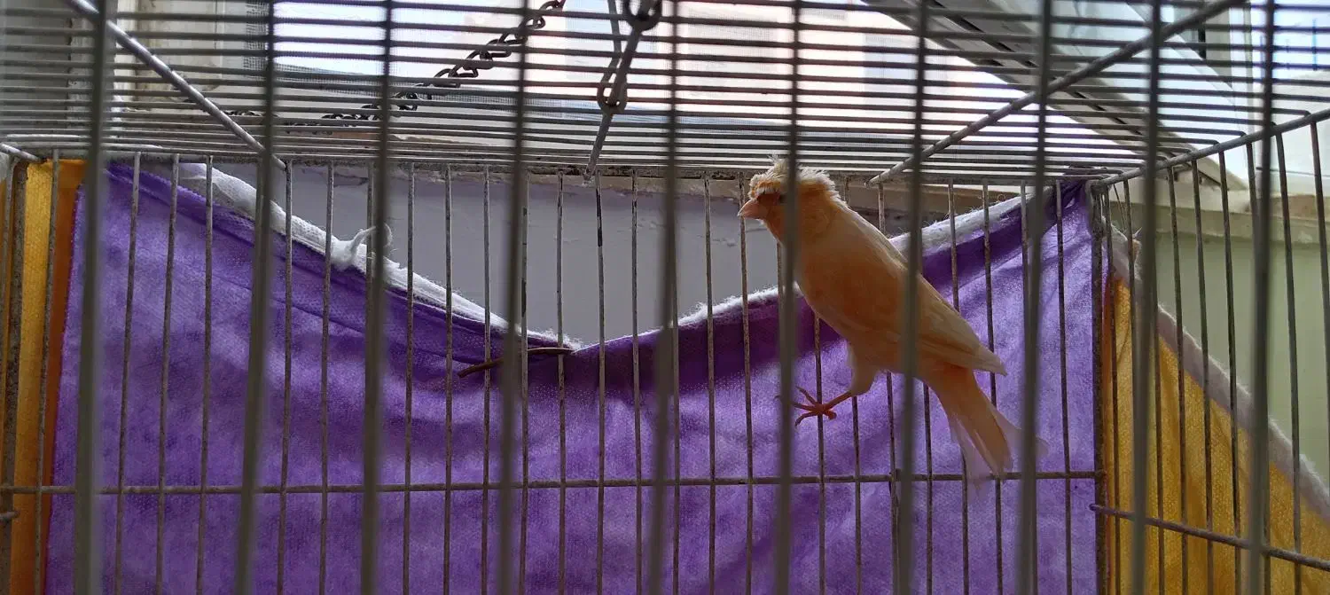 سهره خاکی|پرنده|مشهد, امیریه|دیوار