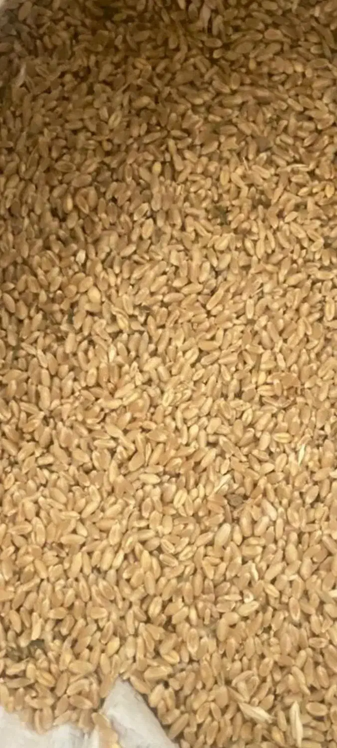 گندمپیشگام|عمدهفروشی|اسفراین, |دیوار