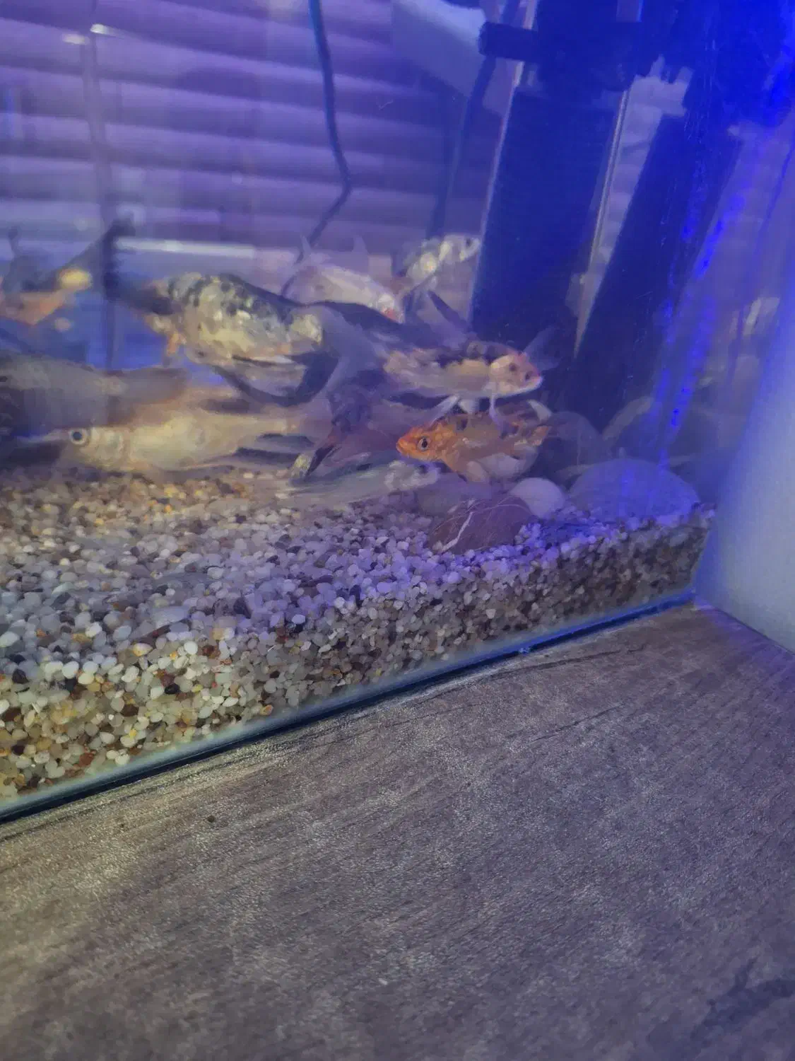 ماهی کوی|ماهی|تهران, شهید رجایی|دیوار