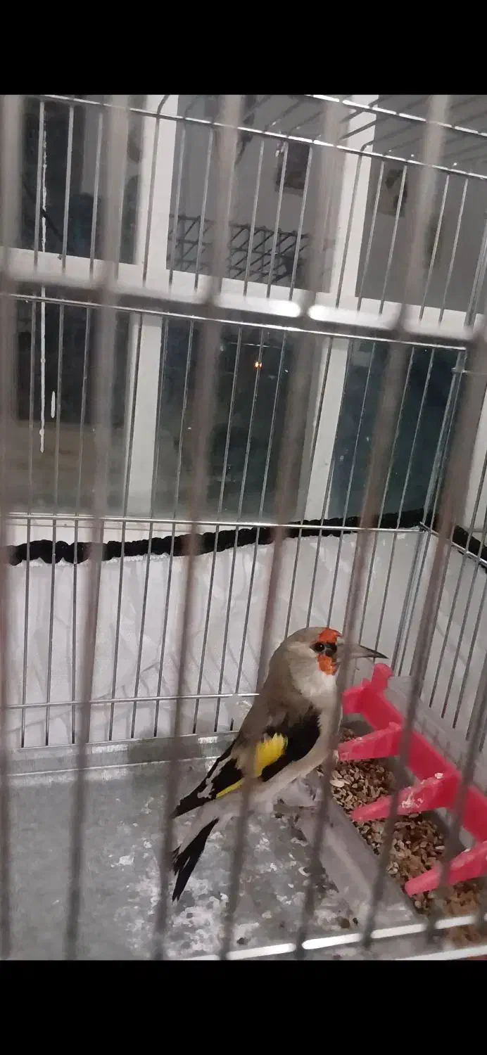 سهر گوش سفید بافتی|پرنده|کرمان, |دیوار