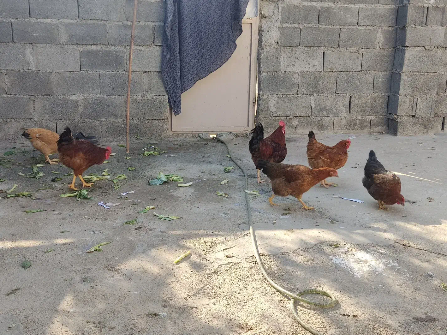 تخم مرغ و اردک|حیوانات مزرعه|اندیمشک, |دیوار