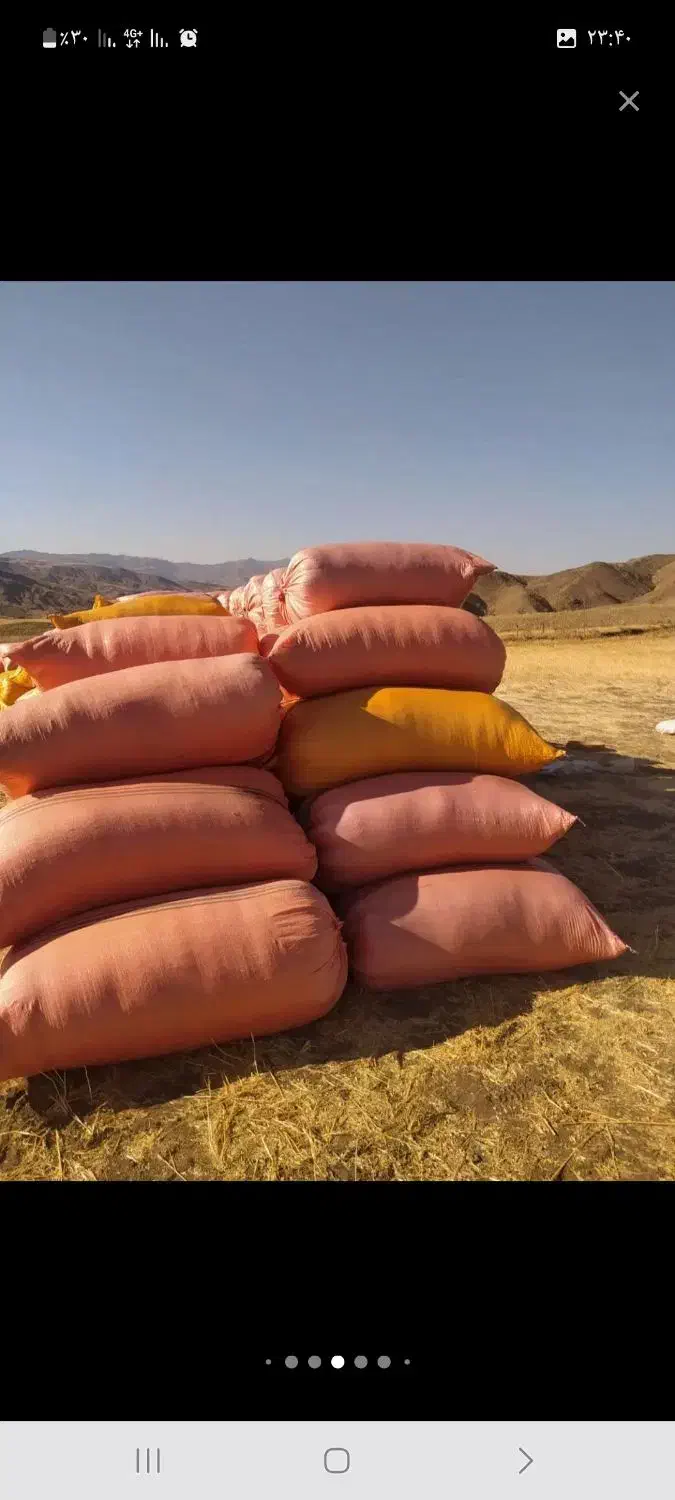 کاه جو و گندن سامان|لوازم جانبی حیوانات|تالش, جوکندان|دیوار