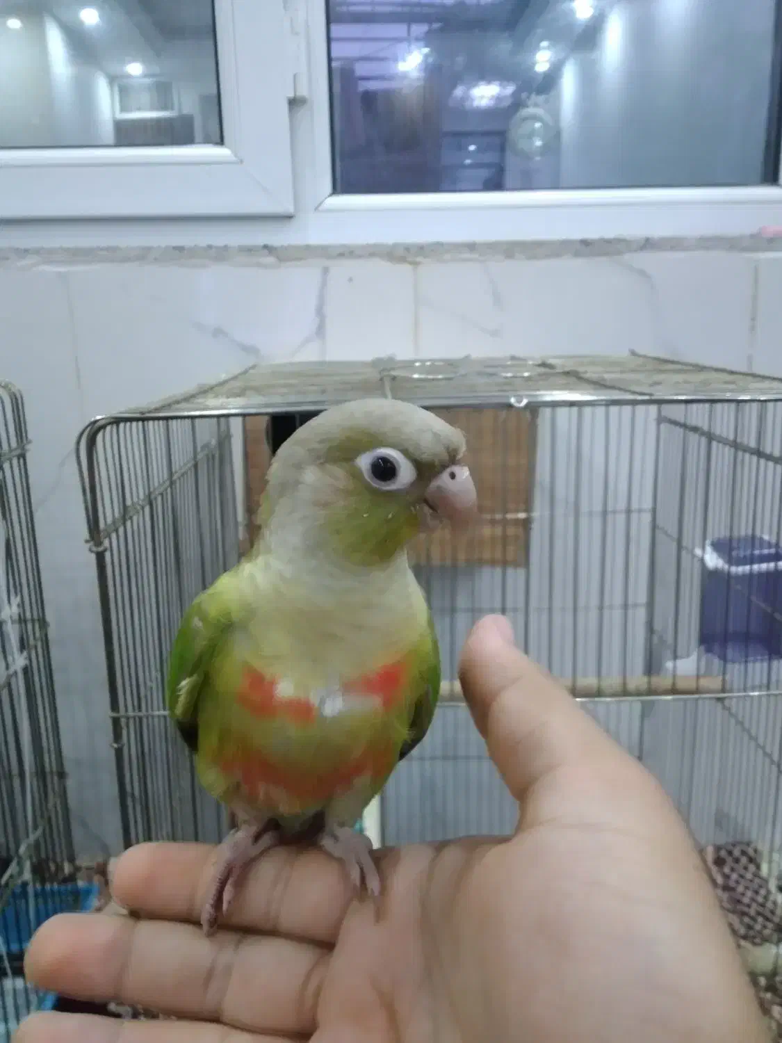 طوطی گرینچیک|پرنده|فشاپویه, |دیوار