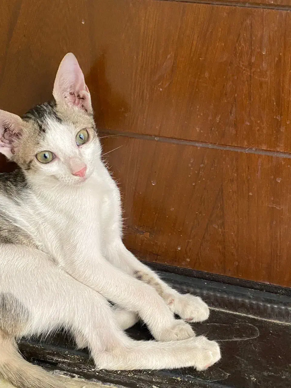 واگذاری گربه|گربه|خرمشهر, |دیوار