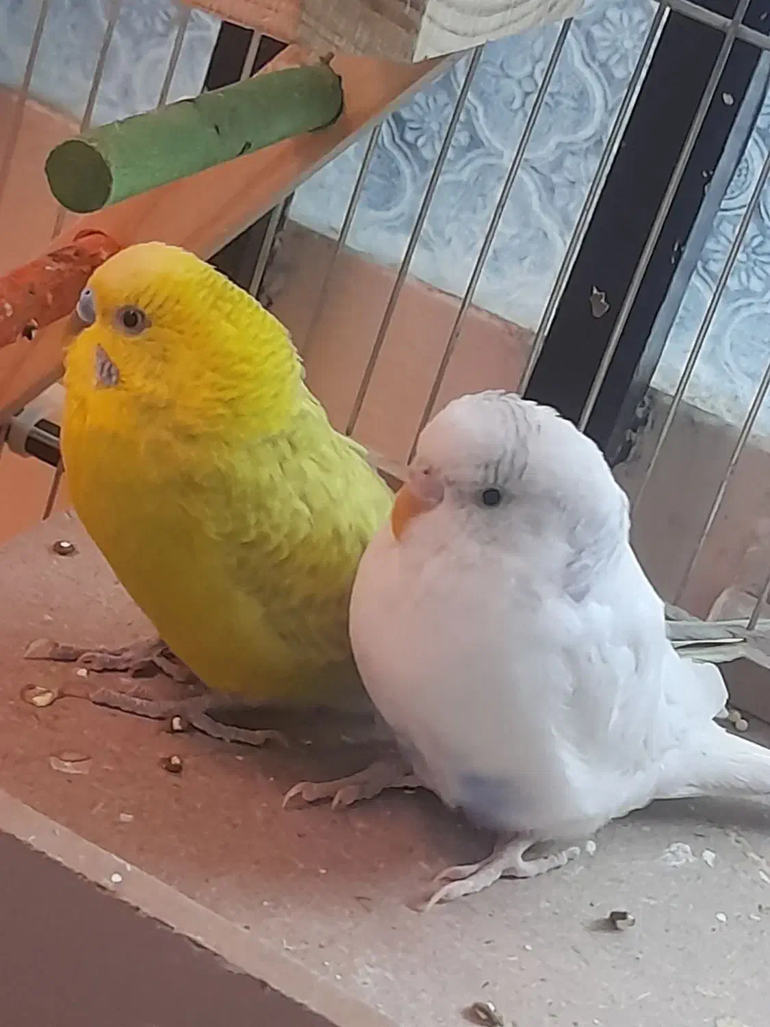 دو جفت مرغ عشق|پرنده|اصفهان, فروردین|دیوار