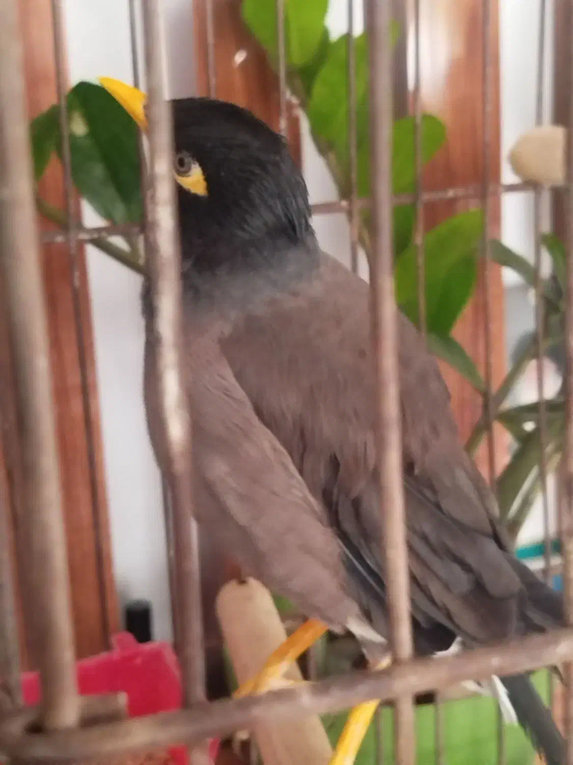 یک عدد مرغ مینا و سیره پرصورتی|پرنده|تهران, تهرانسر غربی|دیوار