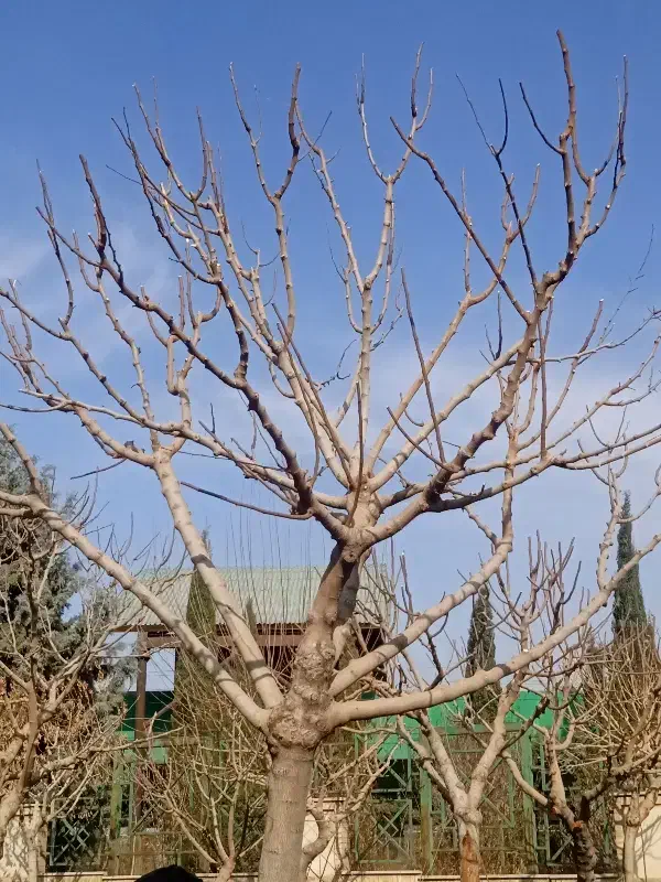 هرس کاری حیاط و باغ باغچه ویلا و آپارتمان|خدمات باغبانی و درختکاری|محمدشهر, کوی بهار|دیوار