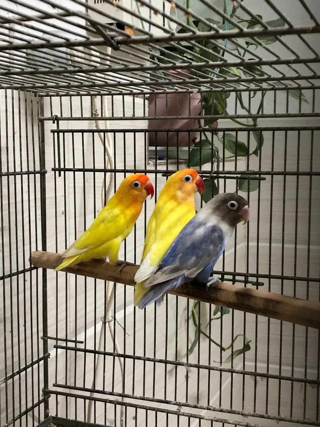 برزیلی ماده تک و جفت مولد|پرنده|یزد, |دیوار