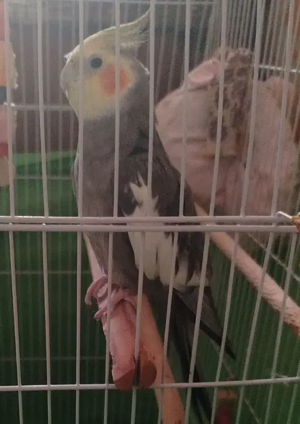 یک جفت طوطی عروس بالغ|پرنده|محمدیه-قزوین, |دیوار