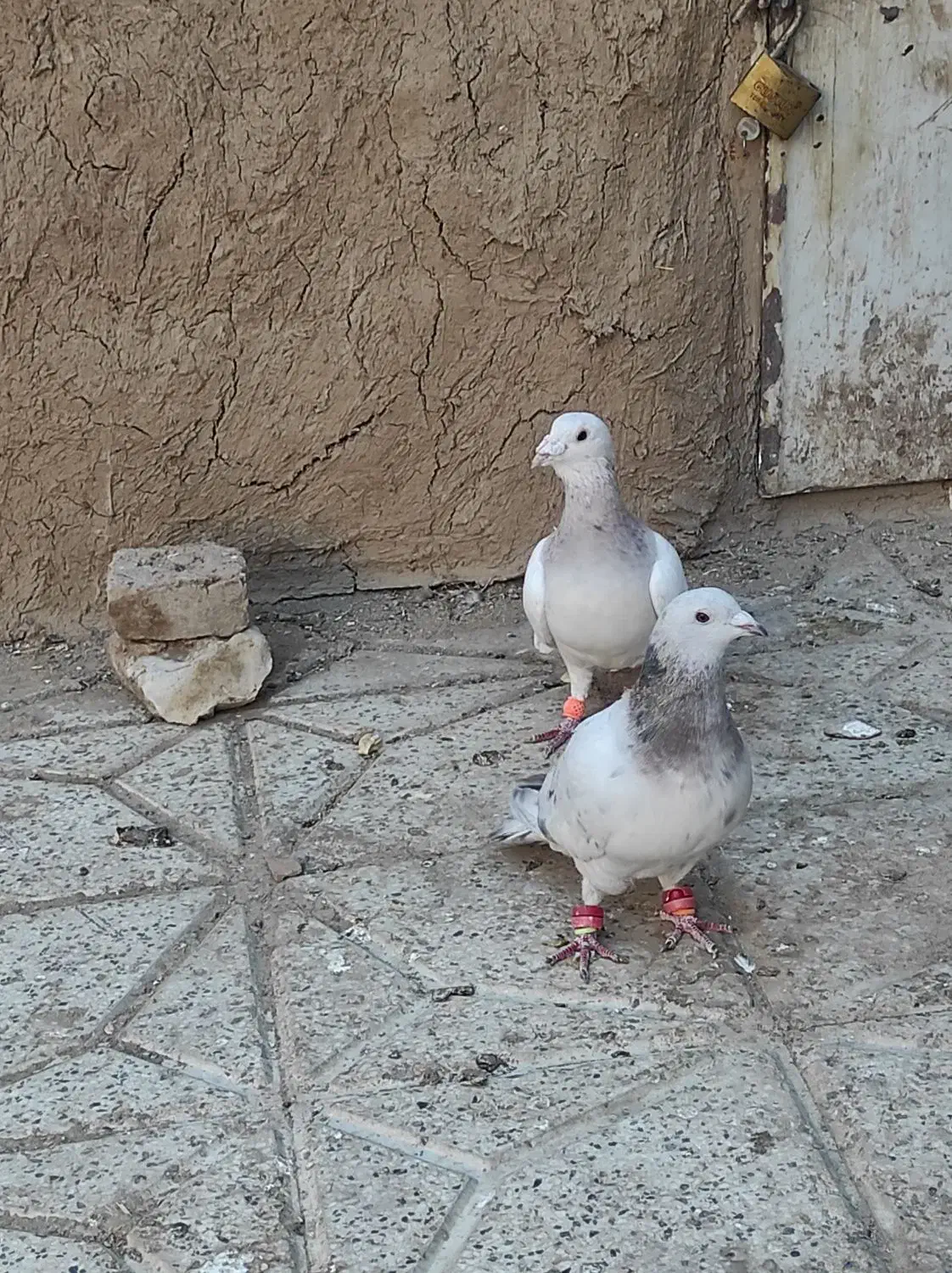 جفتگاهی سالم|پرنده|نیشابور, خیام|دیوار