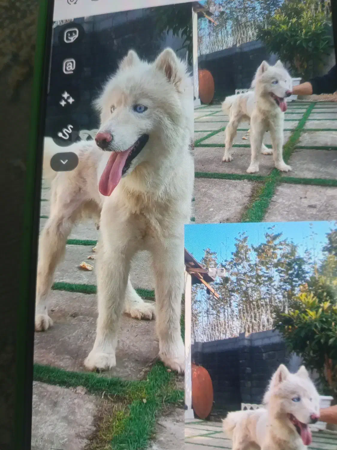 واگذاری رایگان هاسکی سیبری. چشم یخی(آبی)|سگ|کوچصفهان, |دیوار