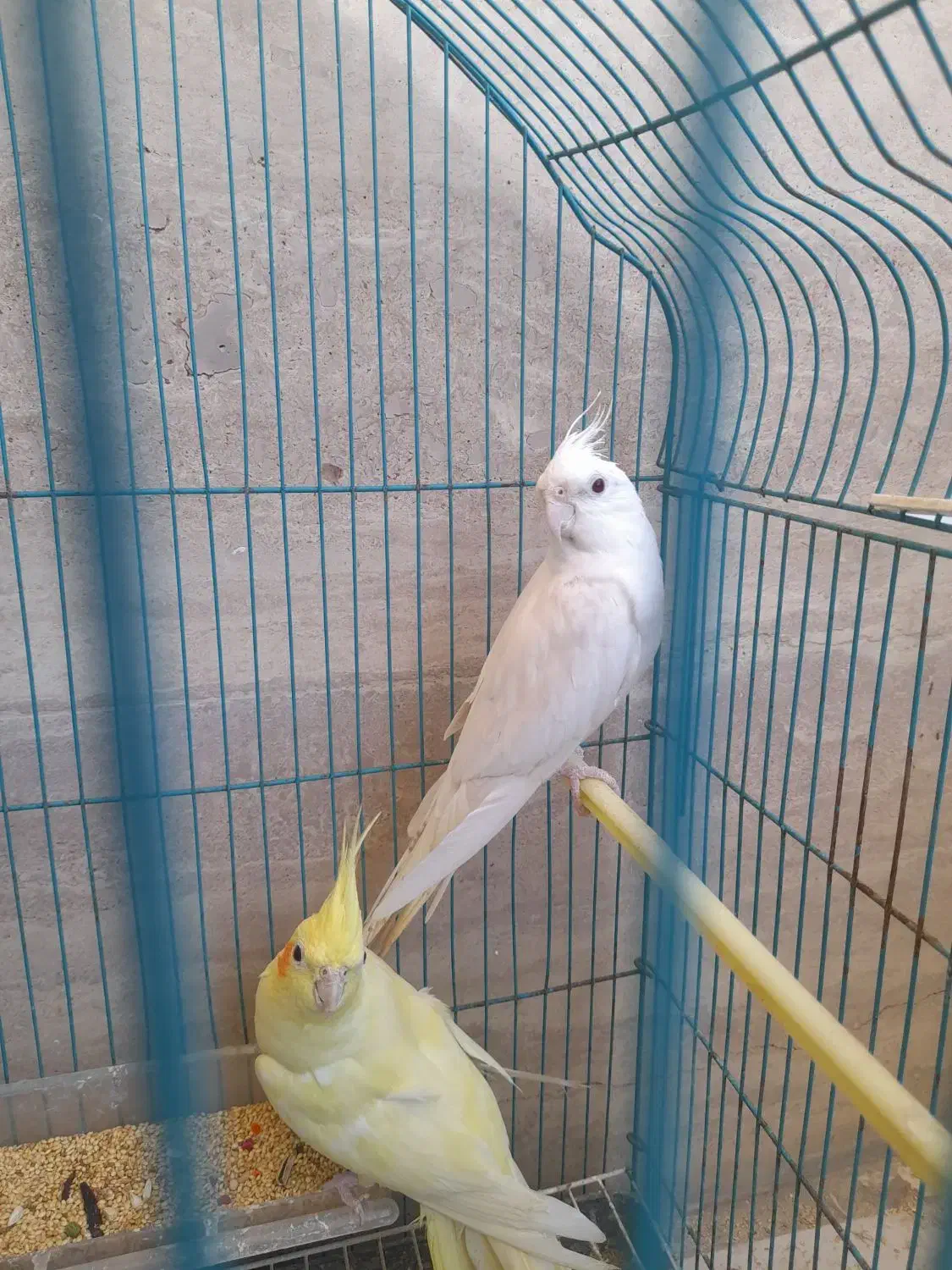 عروس هلندی|پرنده|چابهار, |دیوار