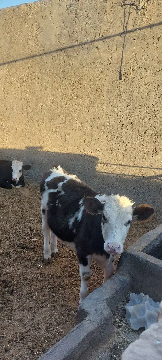 ۲راس سیمنتال ماده ۲۵۰ کیلویی|حیوانات مزرعه|شال, |دیوار