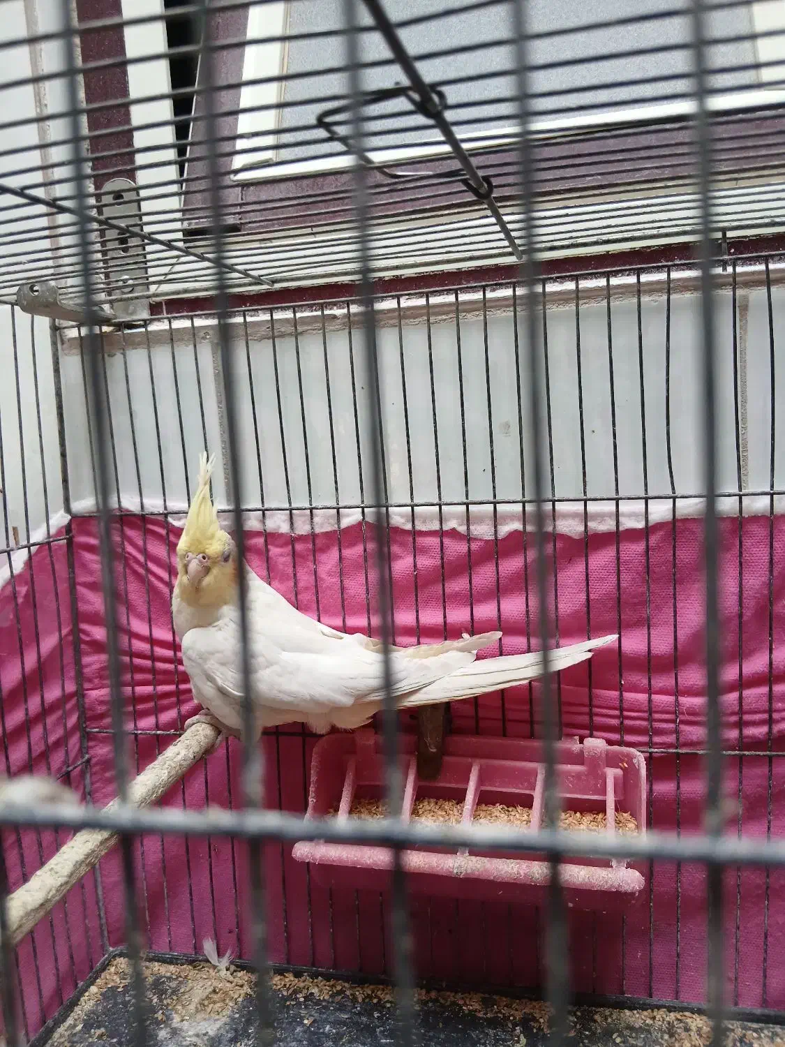 جوجه عروس هلندی|پرنده|مراغه, |دیوار