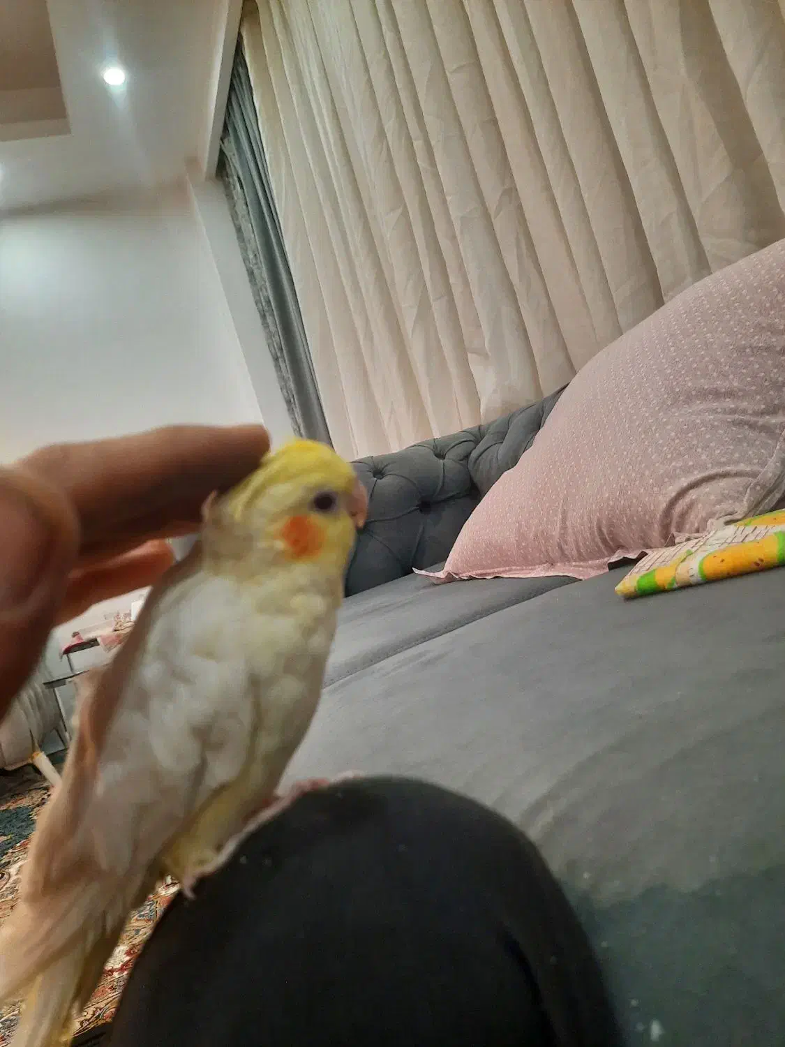 عروس هلندی|پرنده|شهریار, شهرک وائین|دیوار