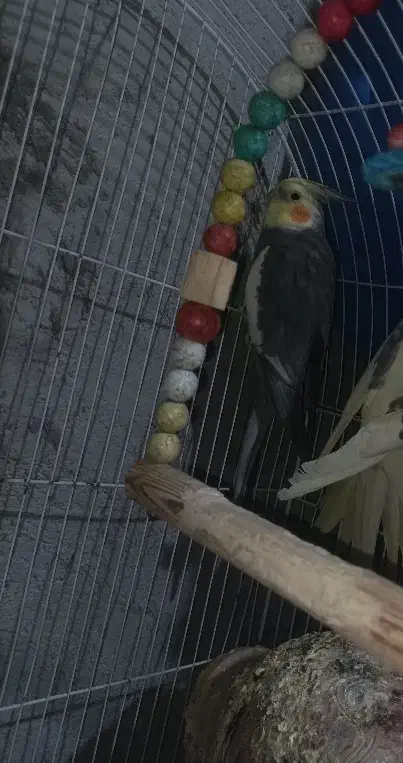 عروس نر سخنگو|پرنده|میناب, |دیوار