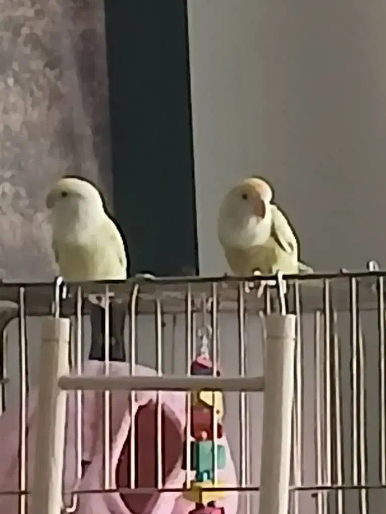 یک جفت طوطی برزیلی|پرنده|کرج, برغان|دیوار