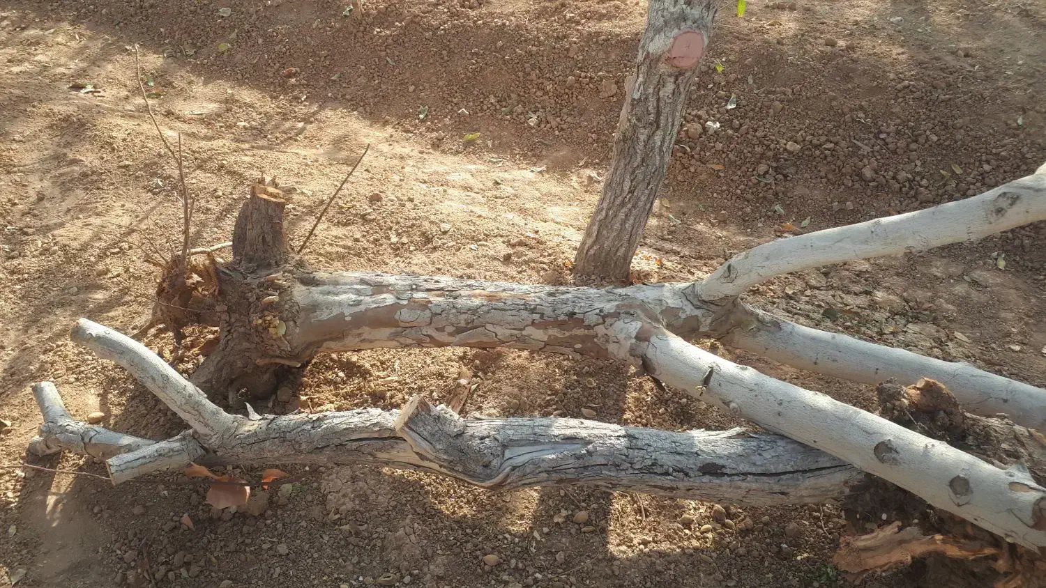 چوب و الوار خشک از درخت های به و بادام|عمدهفروشی|شاهینشهر, گزبرخوار|دیوار