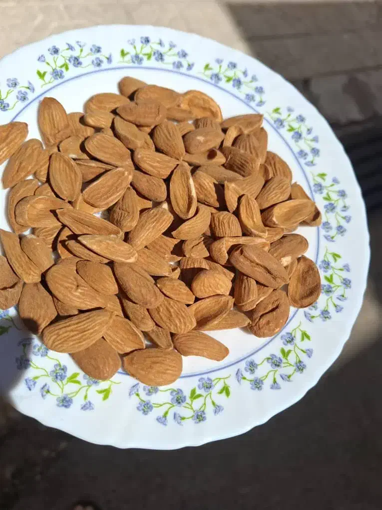 خرید وفروش بادام و مغز بادام|خوردنی و آشامیدنی|شیراز, گلستان|دیوار