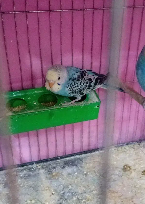 مرغ عشق|پرنده|تاکستان, |دیوار