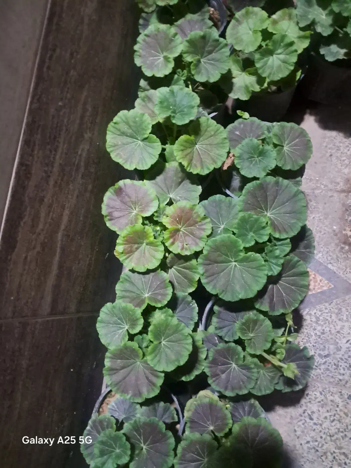 گل جعفری|گل و گیاه طبیعی|اهواز, لشکرآباد|دیوار