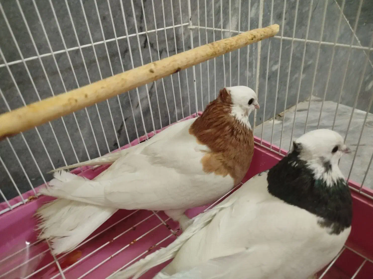 طوقی|پرنده|شیراز, تل حسین‌آباد|دیوار