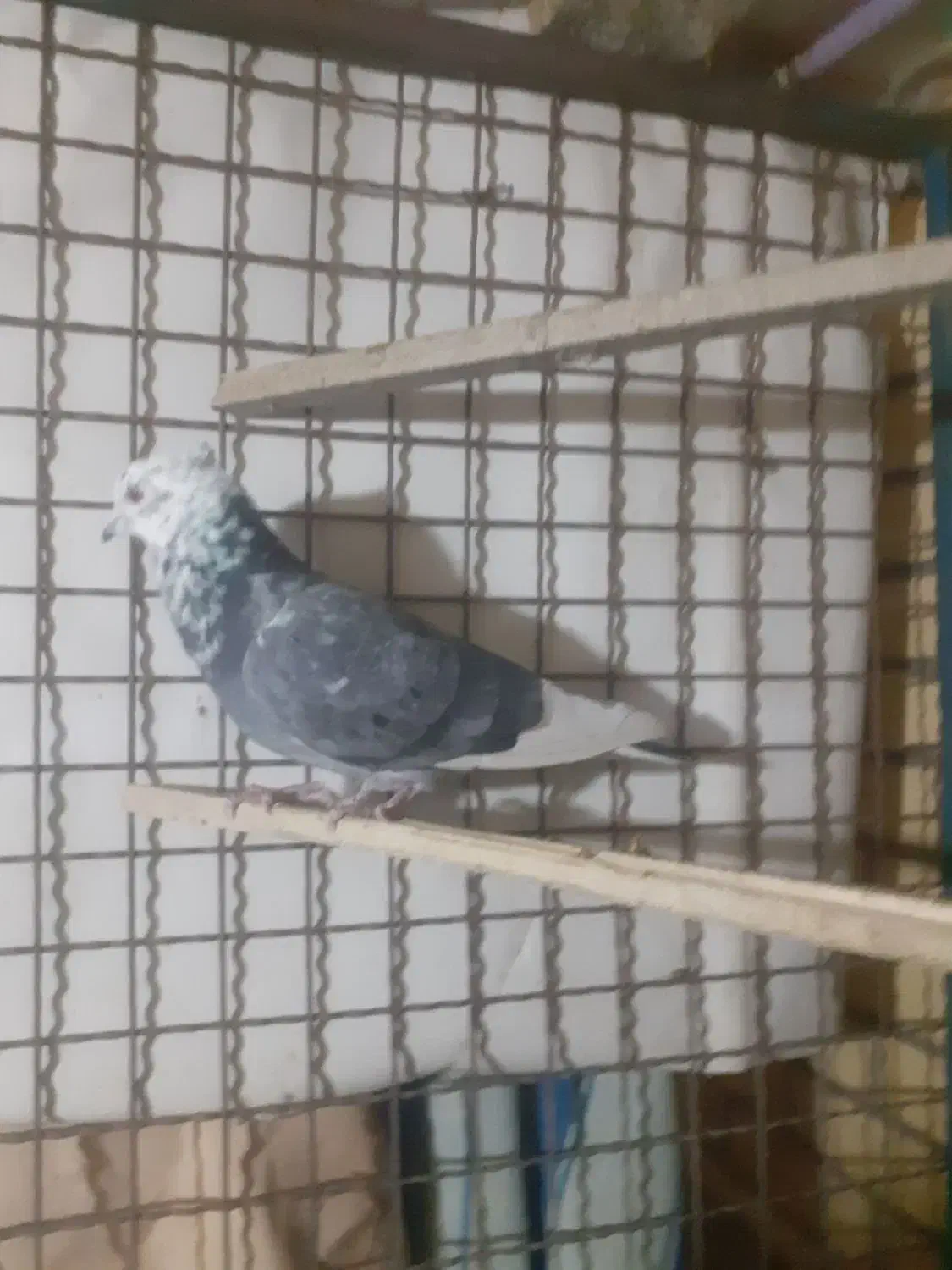 کفتر|پرنده|آباده, |دیوار