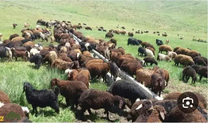 بره کشتاری|حیوانات مزرعه|خرقان, |دیوار