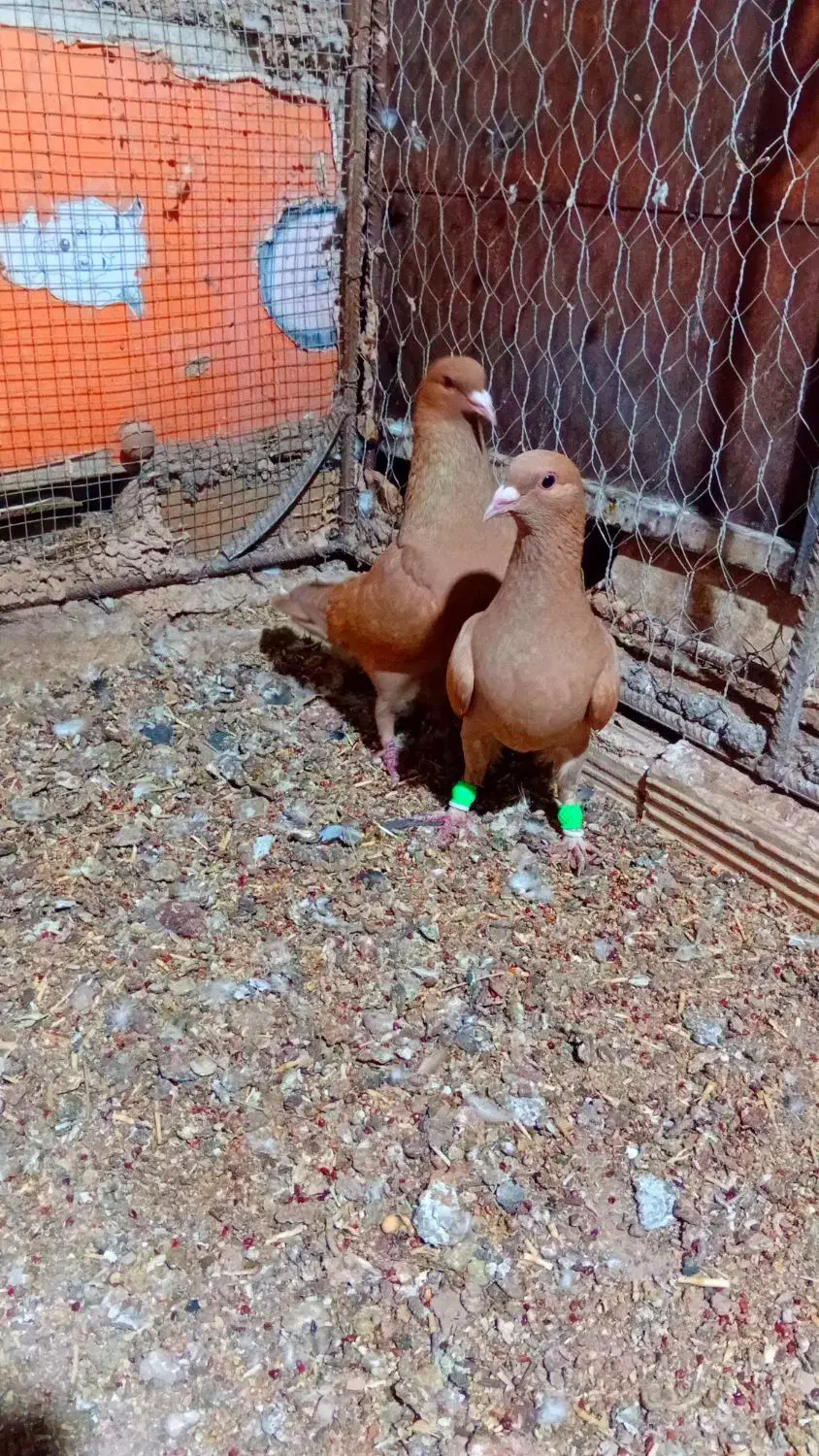 جفت زرد|حیوانات|رفسنجان, |دیوار