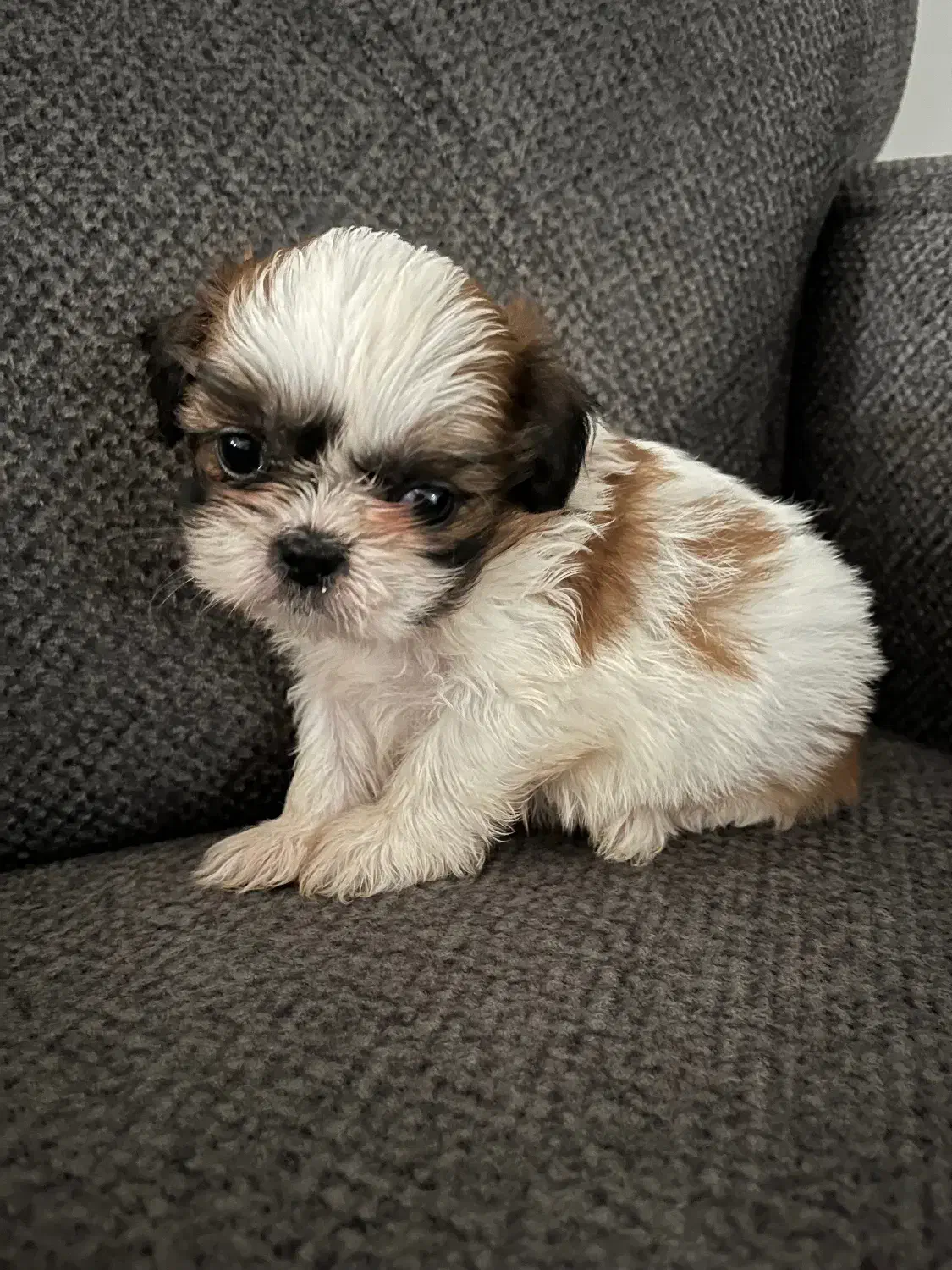 شیتزوسوپرفلت|سگ|رشت, گلسار|دیوار