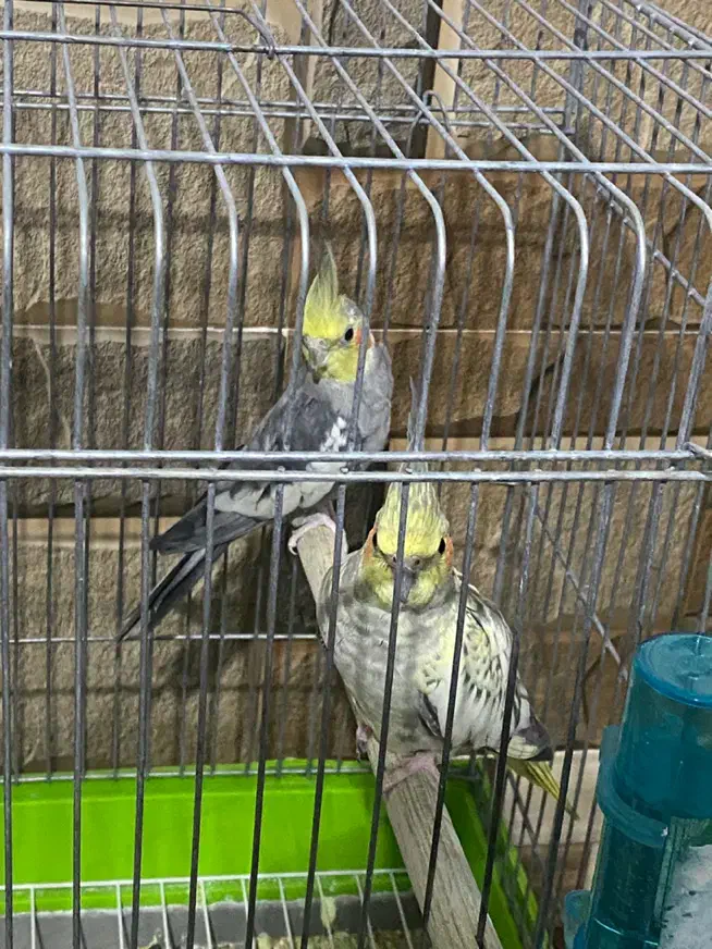 عروس هلندی مولد|پرنده|بندر ماهشهر, |دیوار