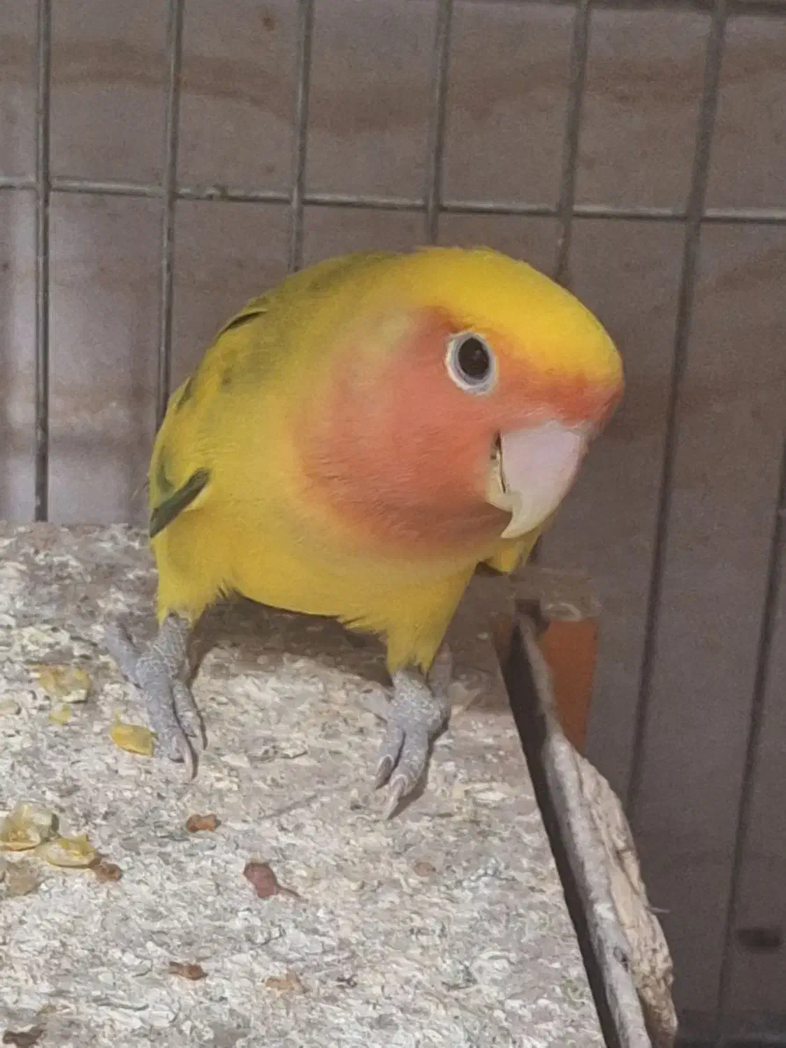 طوطی برزیلی جفت جوجه دار و مولد|پرنده|ری, امین آباد|دیوار