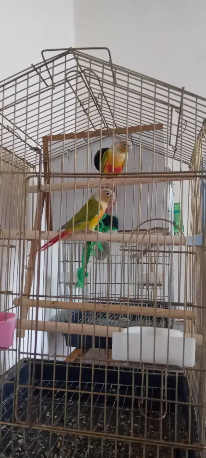 آگهی فروش یک جفت گرینجیک آناناس رد|پرنده|شاهین دژ, |دیوار