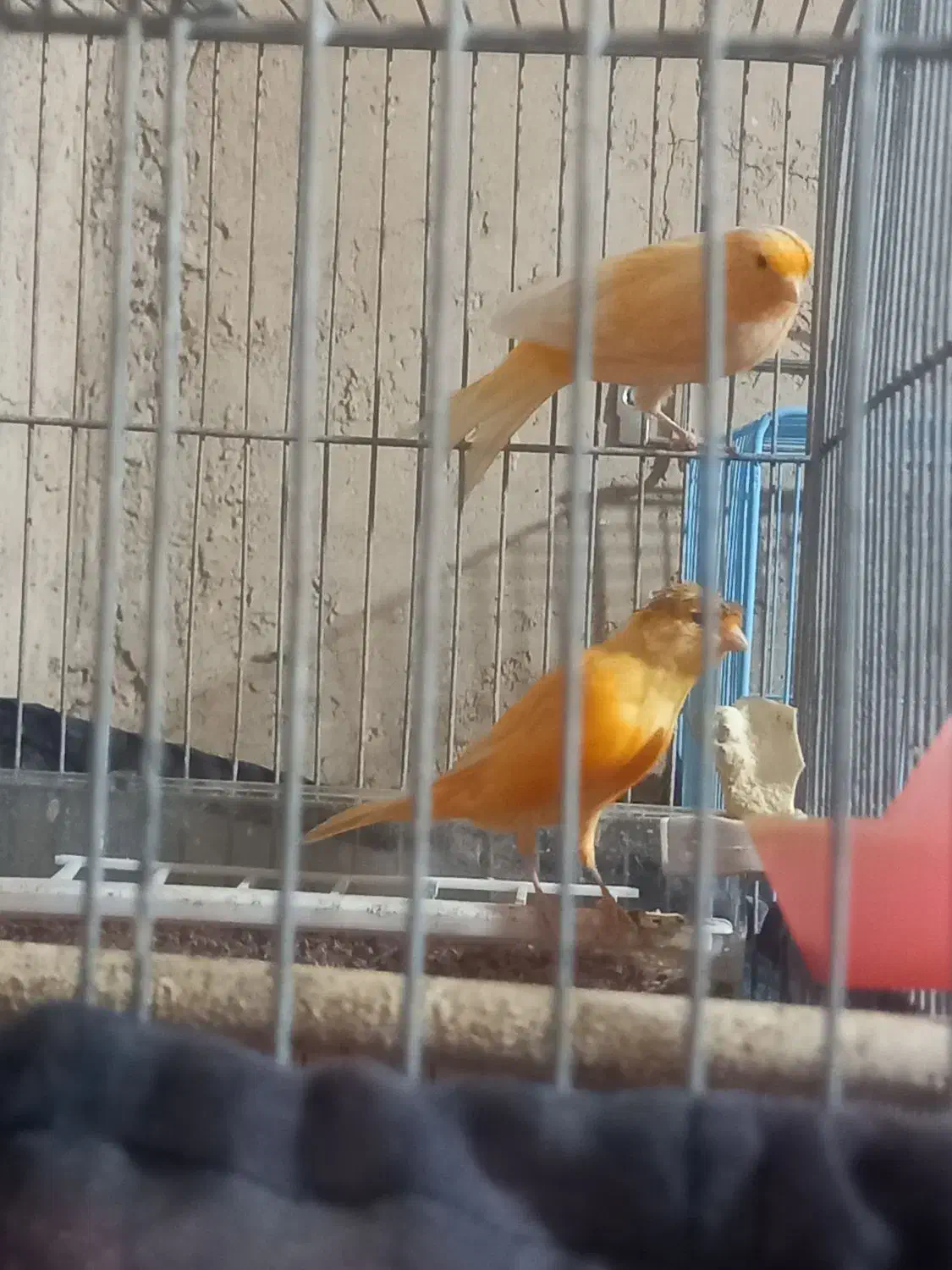 فروش قناری|پرنده|رونیز, |دیوار