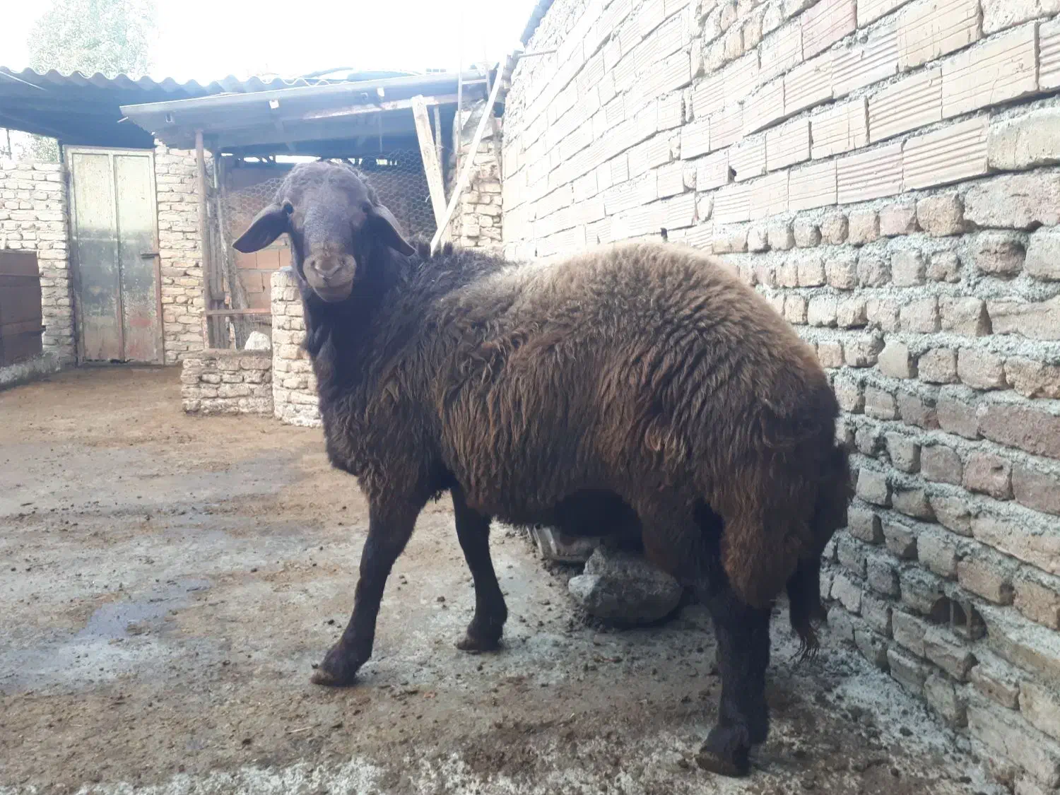 بره قوچ 15ماهه|حیوانات مزرعه|بندر گز, |دیوار