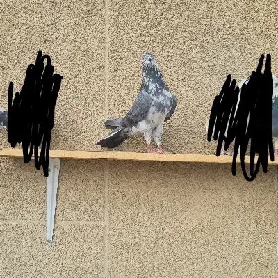کبوتر غاره سبز|پرنده|گلپایگان, |دیوار