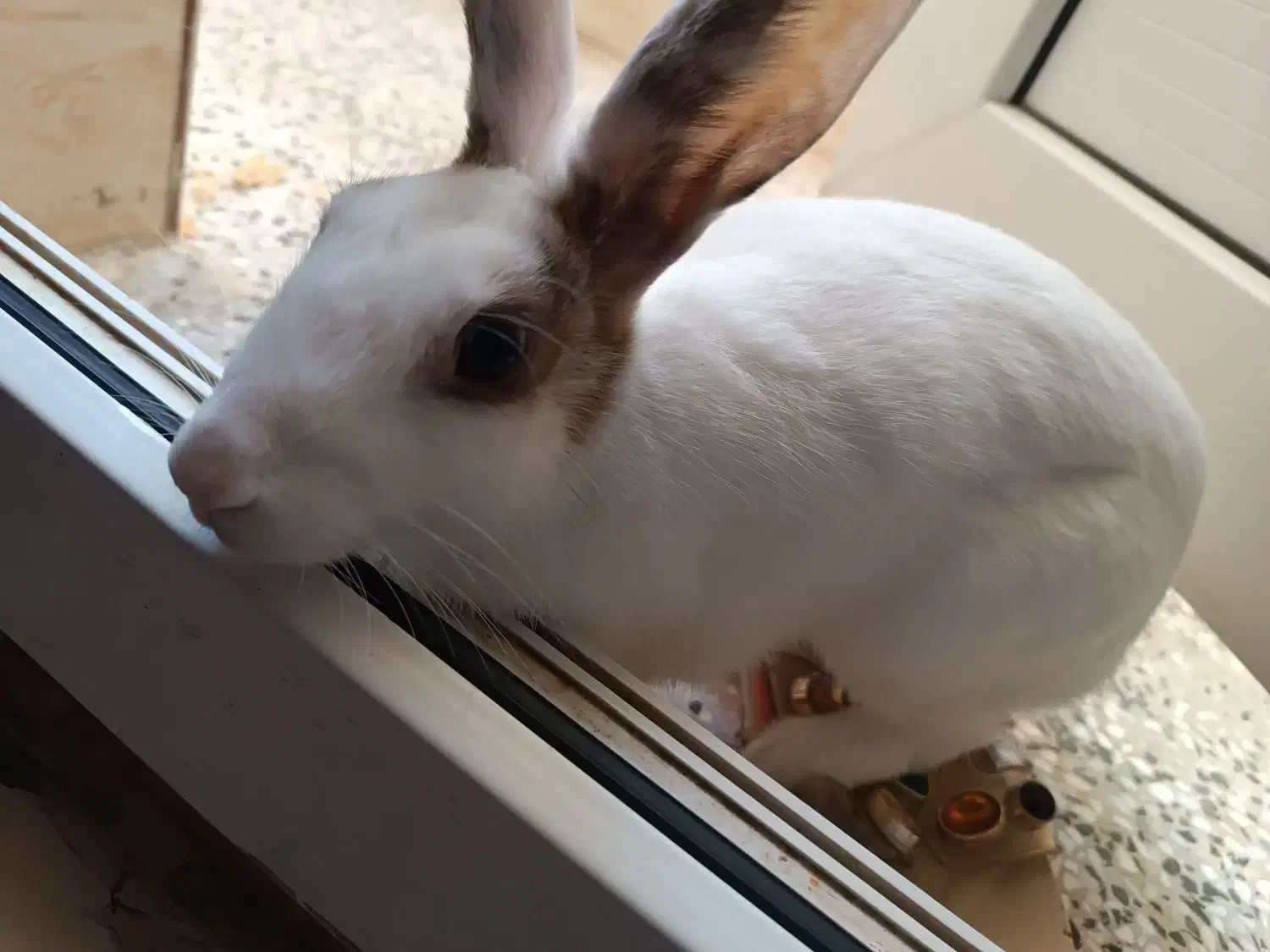 خرگوش|موش و خرگوش|اهواز, فرودگاه|دیوار