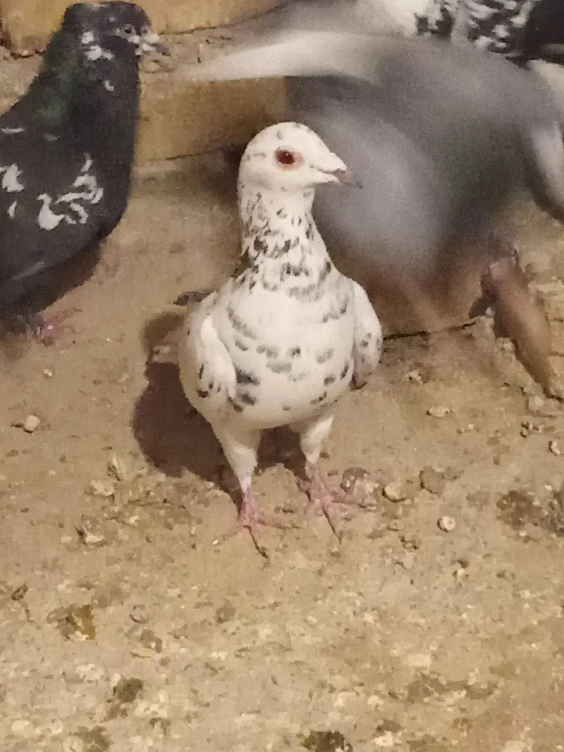 کبوتر هفت رنگ ماده|پرنده|اسفرورین, |دیوار