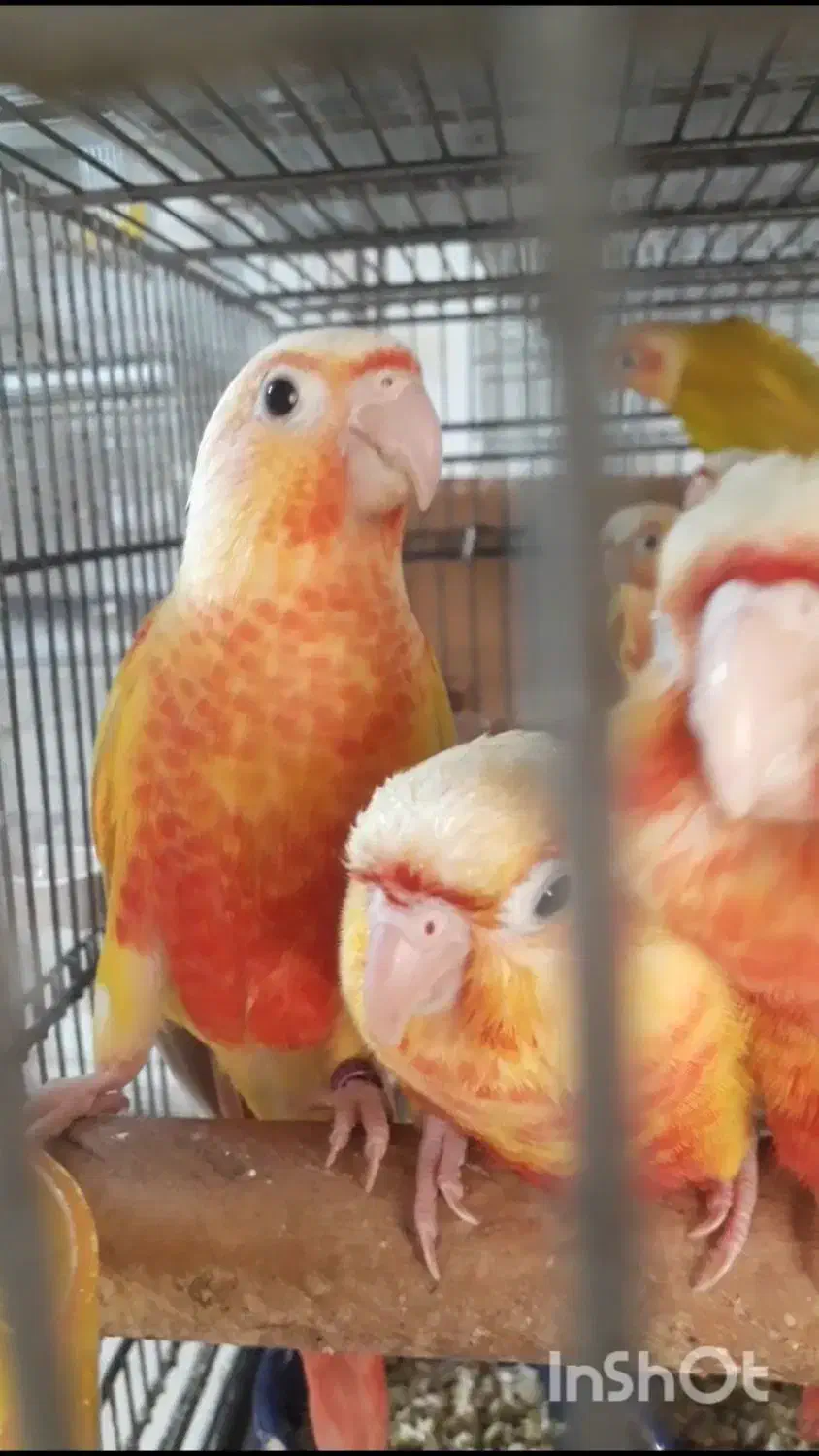 گیرینچیک ردچیک سرخ|پرنده|رودسر, |دیوار