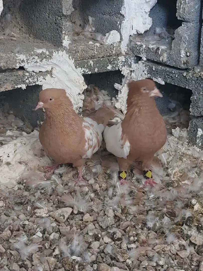کبوتر سینه ای|پرنده|شیراز, پودنک|دیوار