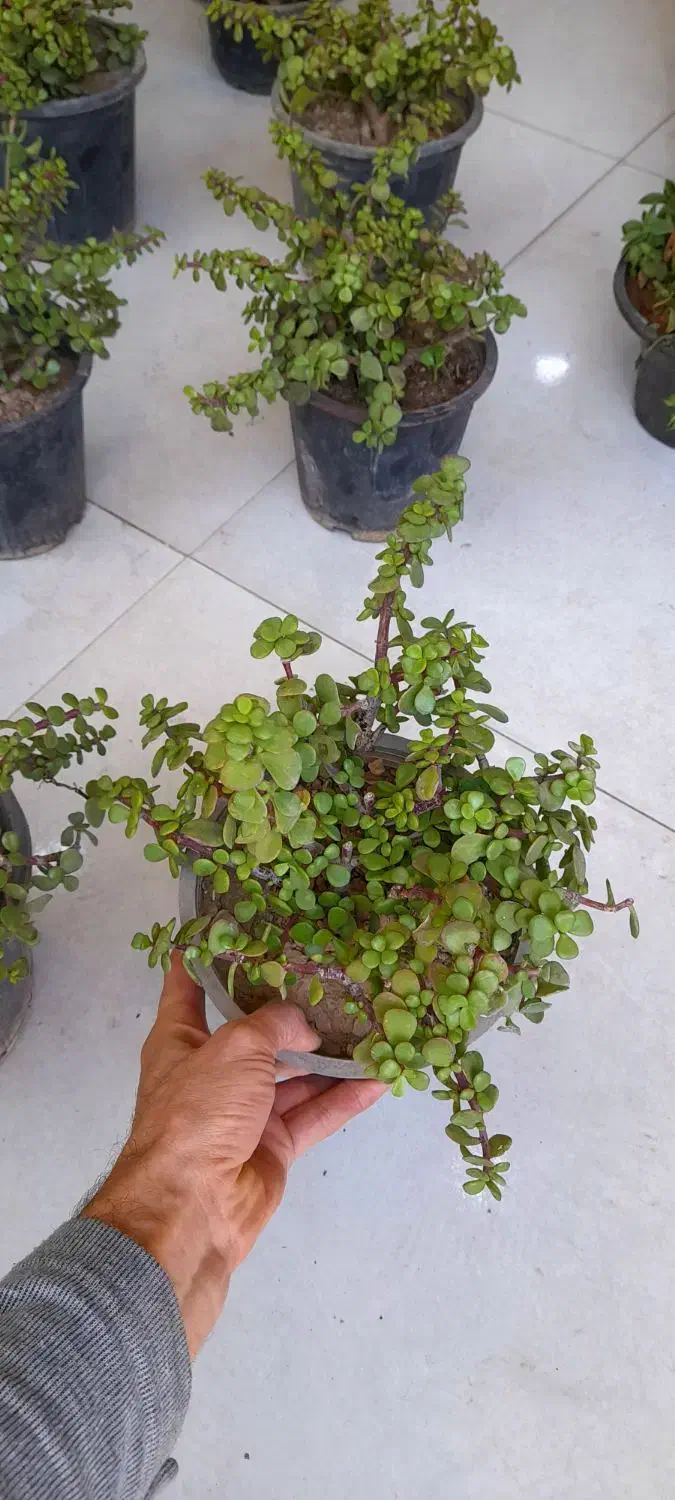 کراسولا خرفه ای گلدان سطل 4 فیکوس ببری|گل و گیاه طبیعی|قم, نیروگاه|دیوار