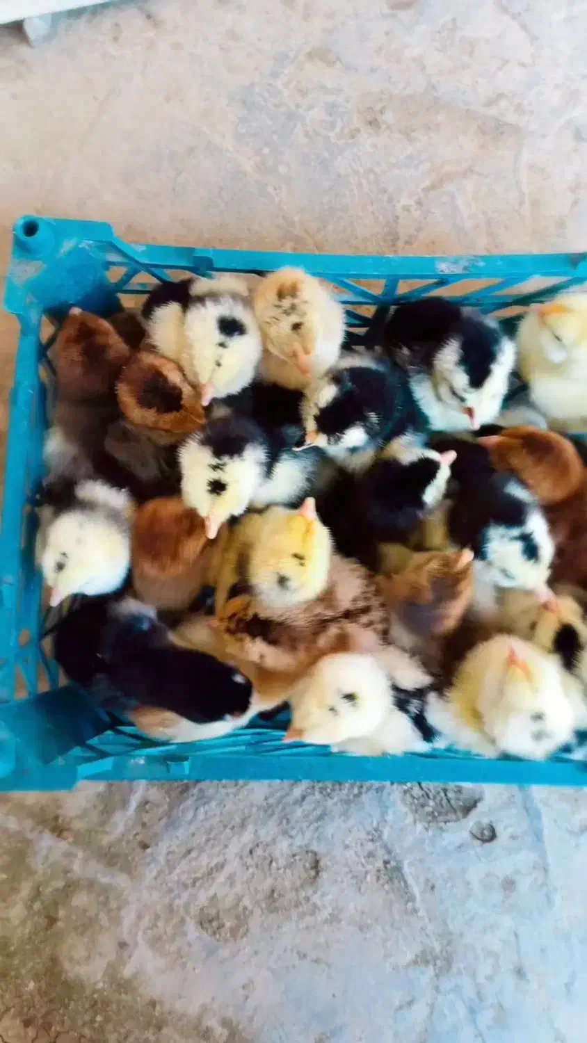 جوجه گلین لری|حیوانات مزرعه|قائم‌شهر, |دیوار