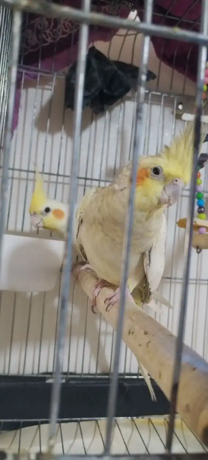 عروس هلندی ماده|پرنده|کرج, حسن آباد|دیوار