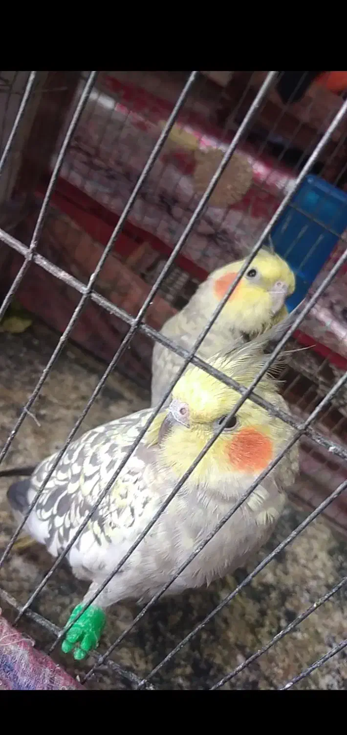 عروس هلندی گم شده|اشیا|یزد, |دیوار