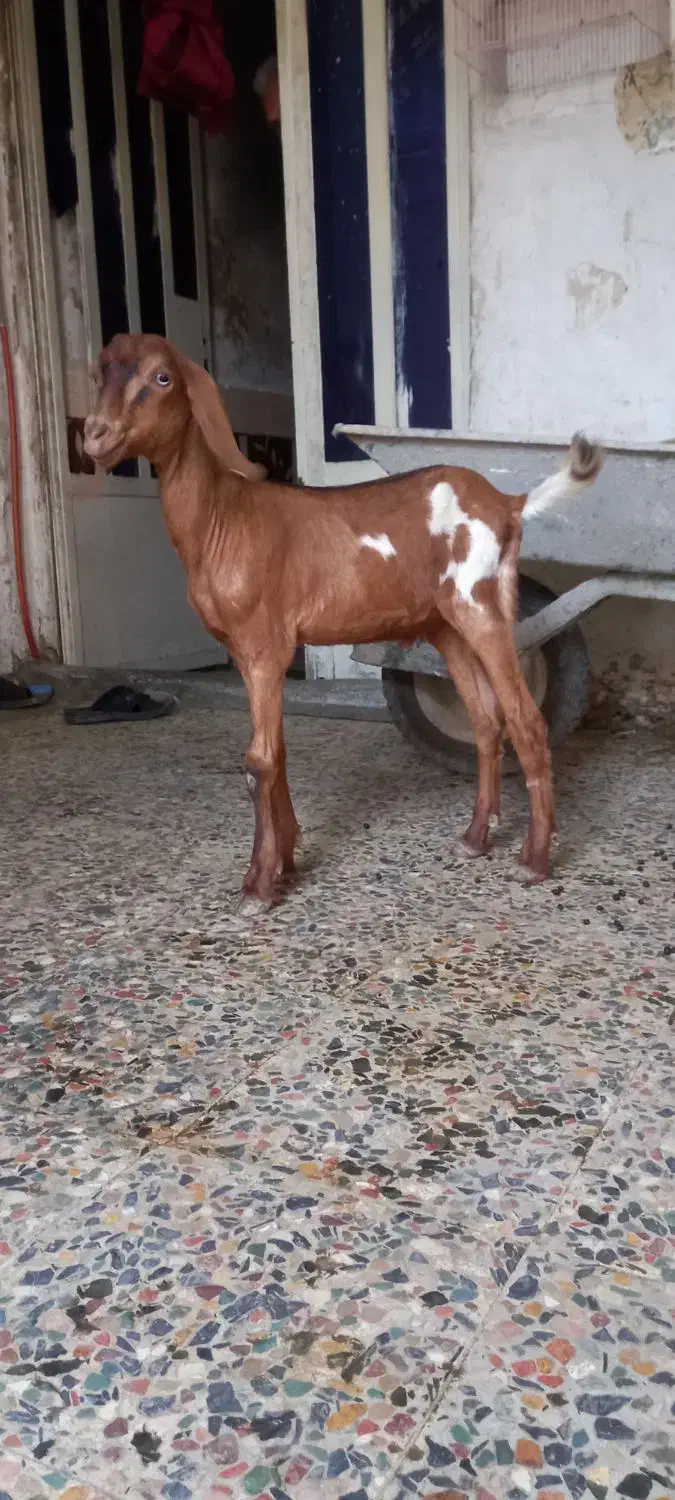 بز نجدی|حیوانات مزرعه|لیکک, |دیوار